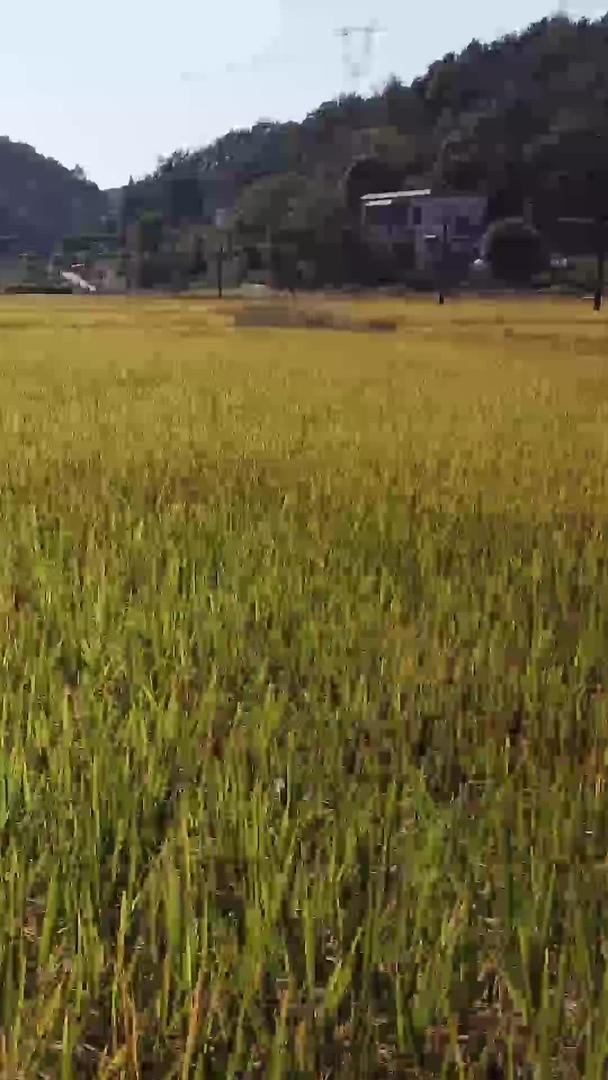 秋季稻谷丰收季节航拍视频的预览图