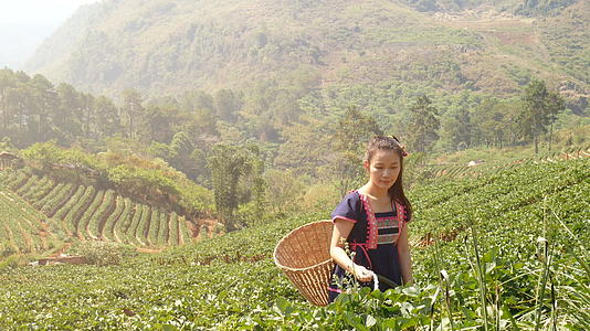 4K希尔部落的年轻快乐的亚洲妇女早上在泰国清迈视频的预览图