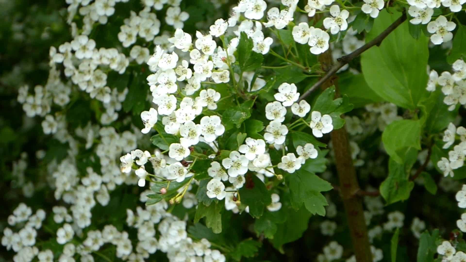 hwthorn开花药用及食用植物视频的预览图