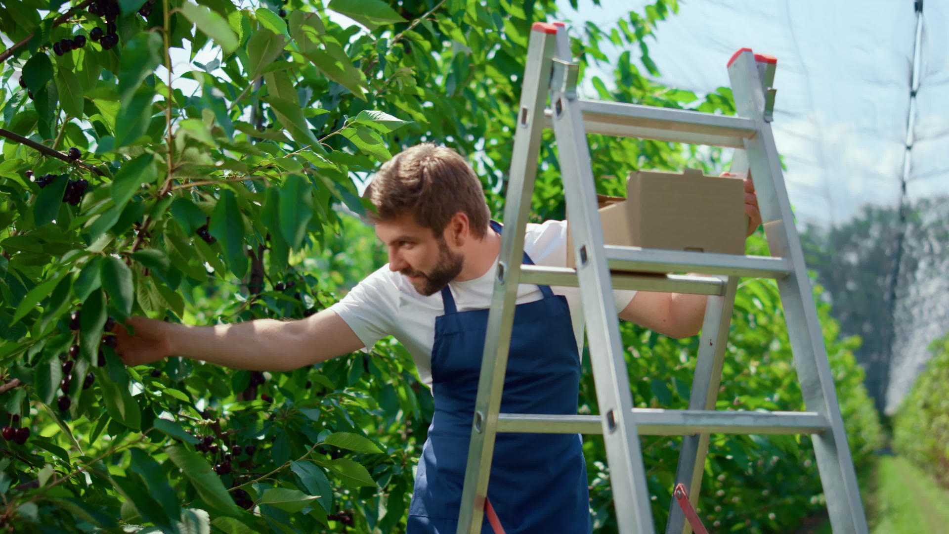 在阳光明媚的日子里农民们在大绿色种植园里收获了新鲜的红莓视频的预览图