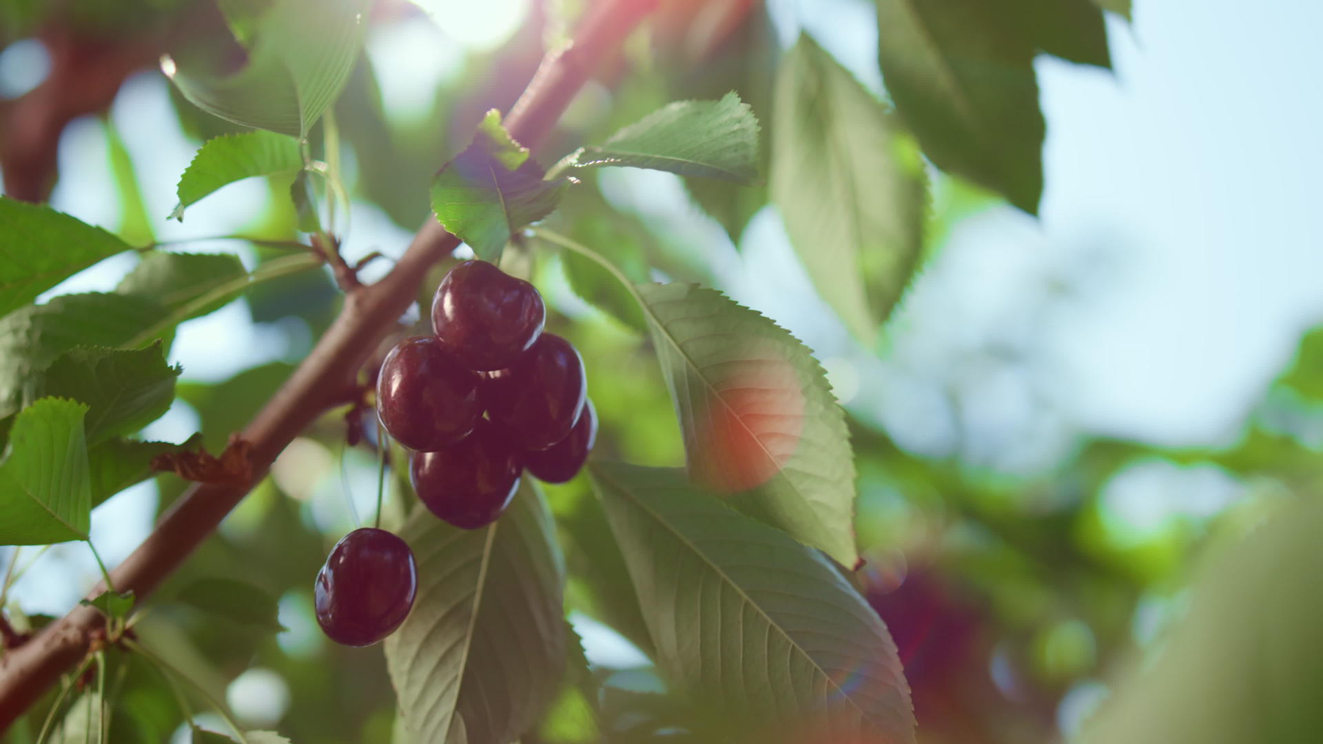 新鲜的红樱桃树生长在天然绿色农场夏季特写镜头晴朗视频的预览图