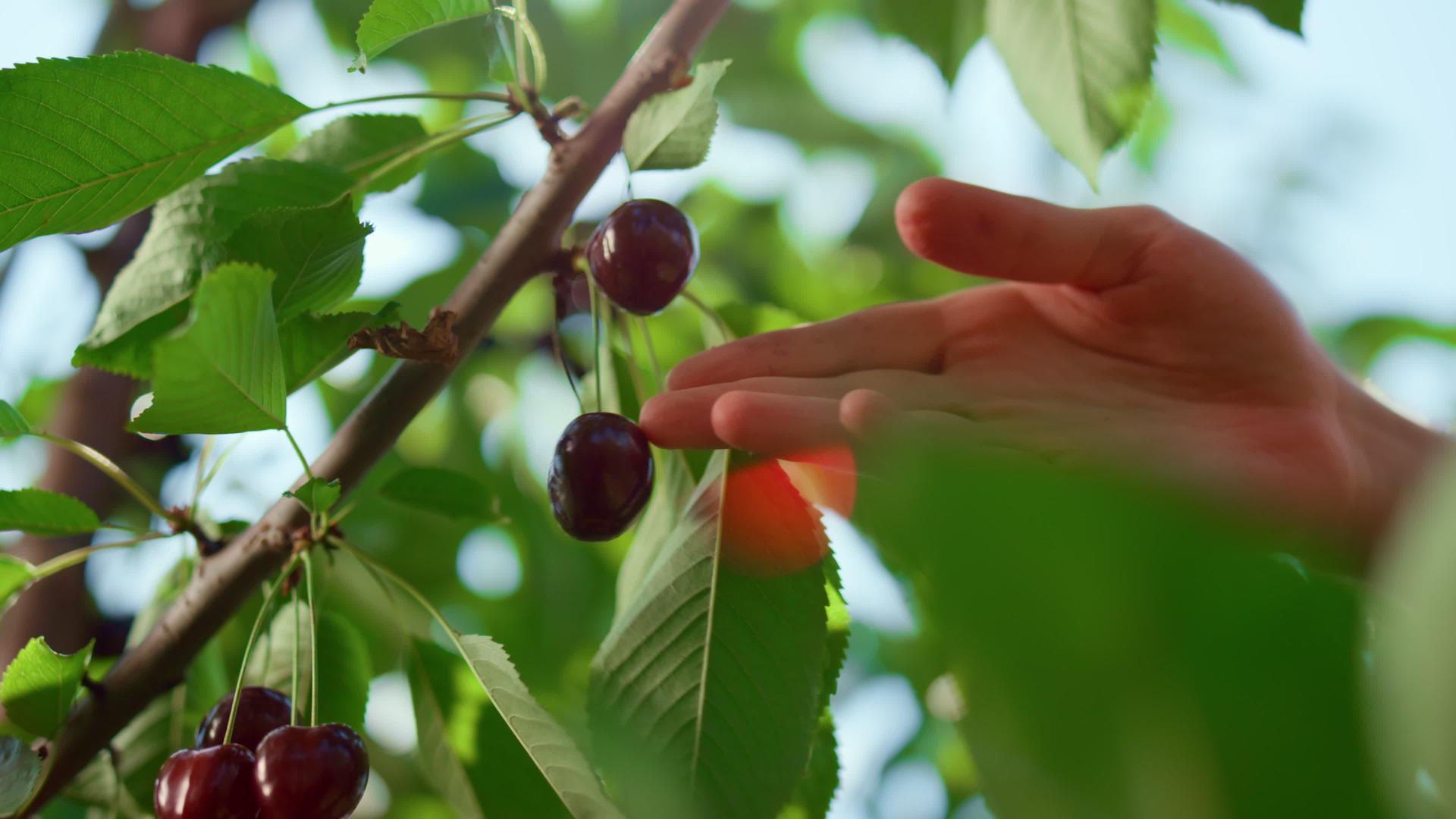 在种植园特写镜头上农民的手收集红浆果视频的预览图