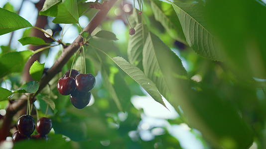 绿色生态农场特写镜头中园丁在阳光下手工采摘樱桃视频的预览图