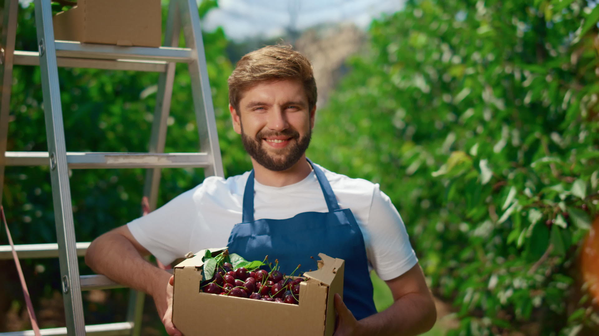 在天然农业种植园中微笑的花园工人搬运樱桃箱视频的预览图
