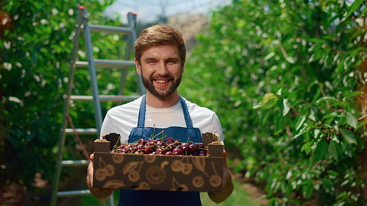 在果园温室里展示樱桃收获的农民手里拿着有机水果盒视频的预览图
