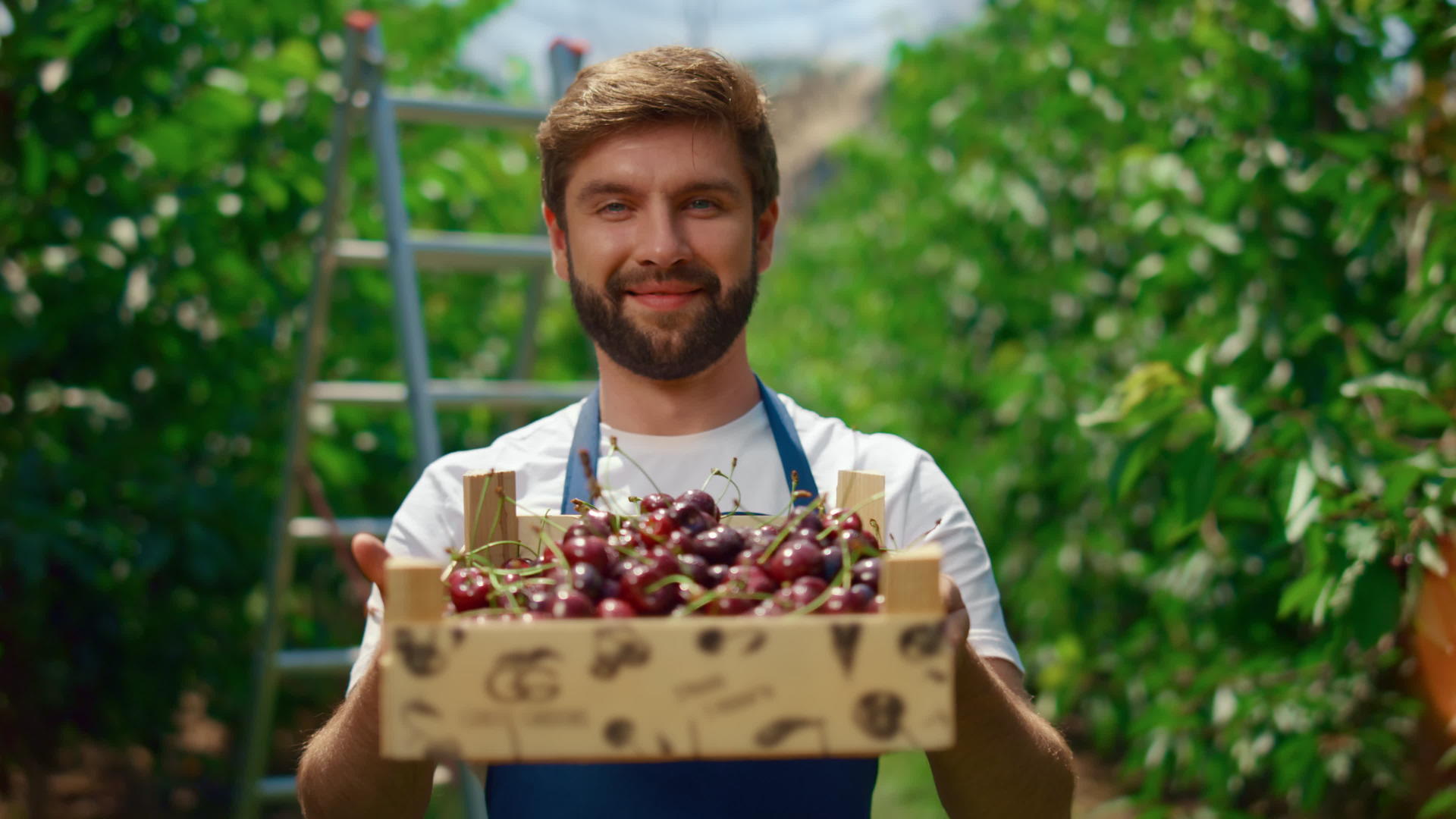 商业农民在果园温室种植园展示樱桃盒生态食品视频的预览图