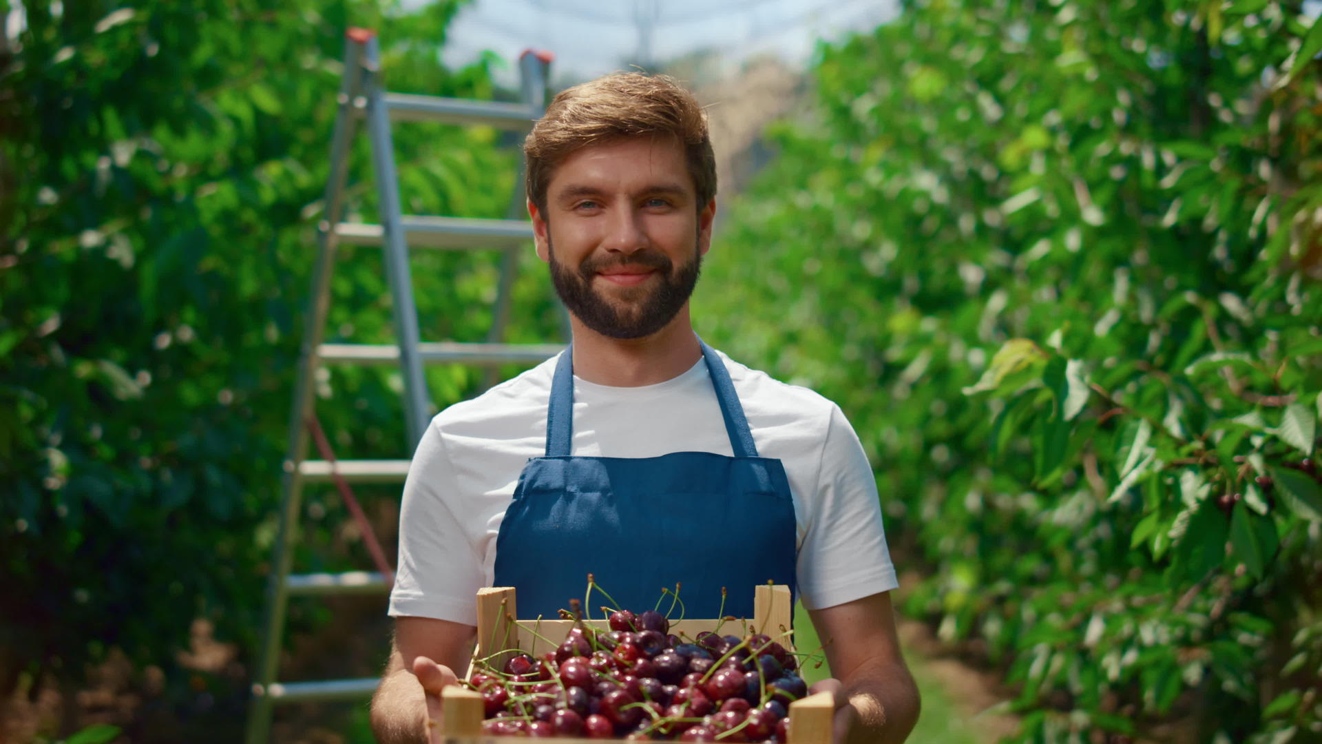 农业主在果园种植园展示樱桃盒健康食品视频的预览图