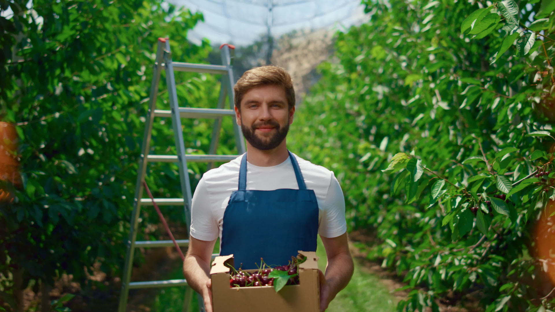 在阳光明媚的果园温室里园丁展示了樱桃果篮视频的预览图