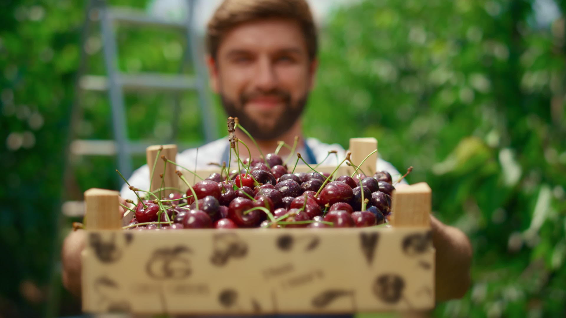 商人在温室花园的有机水果箱中种植樱桃浆果视频的预览图