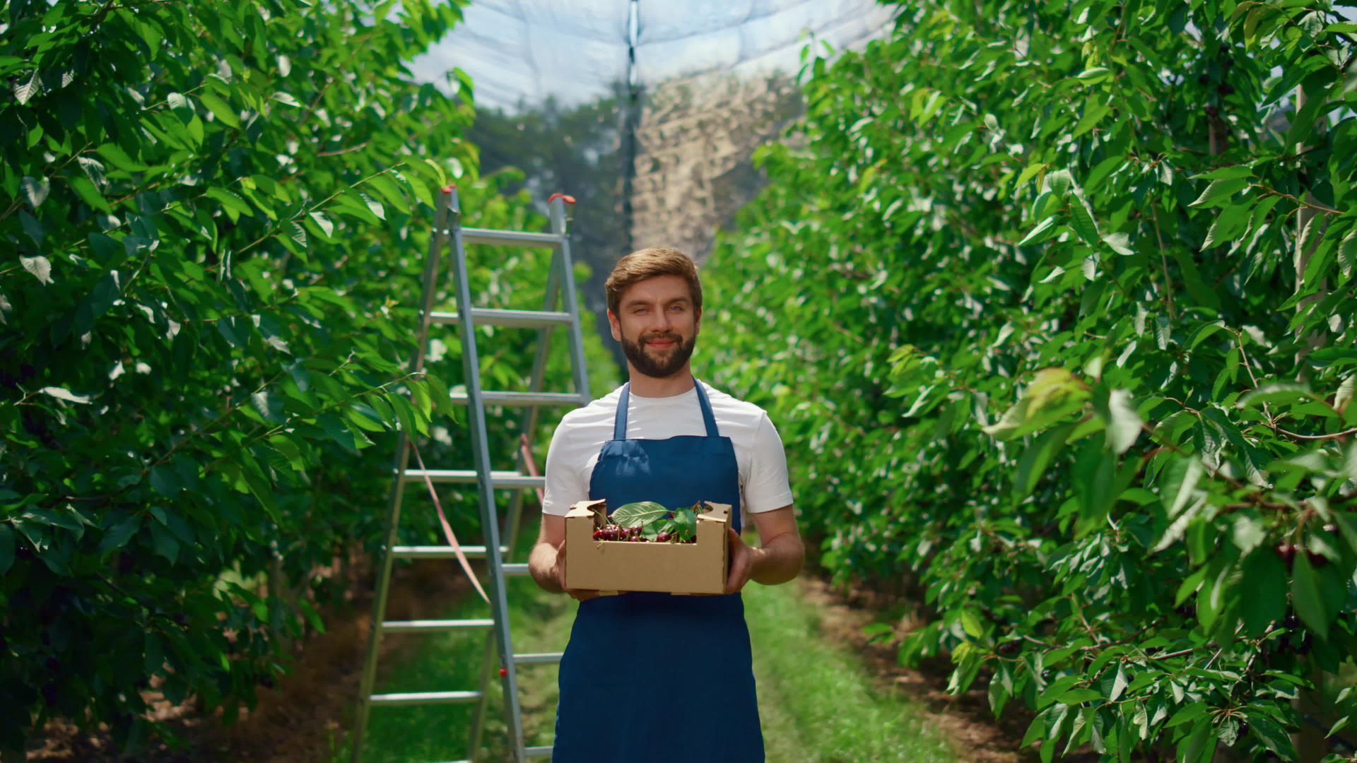 企业家在花园果园里种植樱桃浆果展示有机食品盒视频的预览图