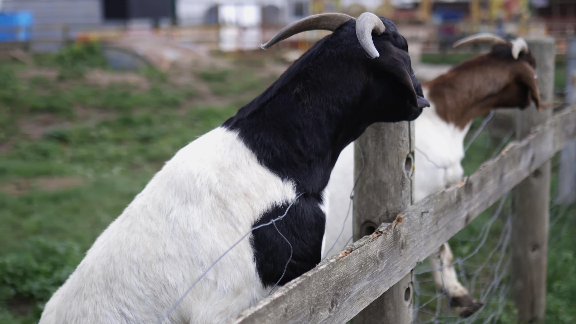 美丽的角山羊视频的预览图