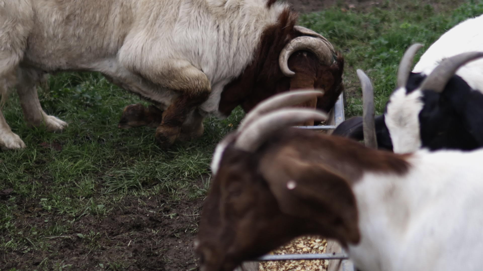 白角山羊吃谷物大力推走一只年轻的山羊视频的预览图