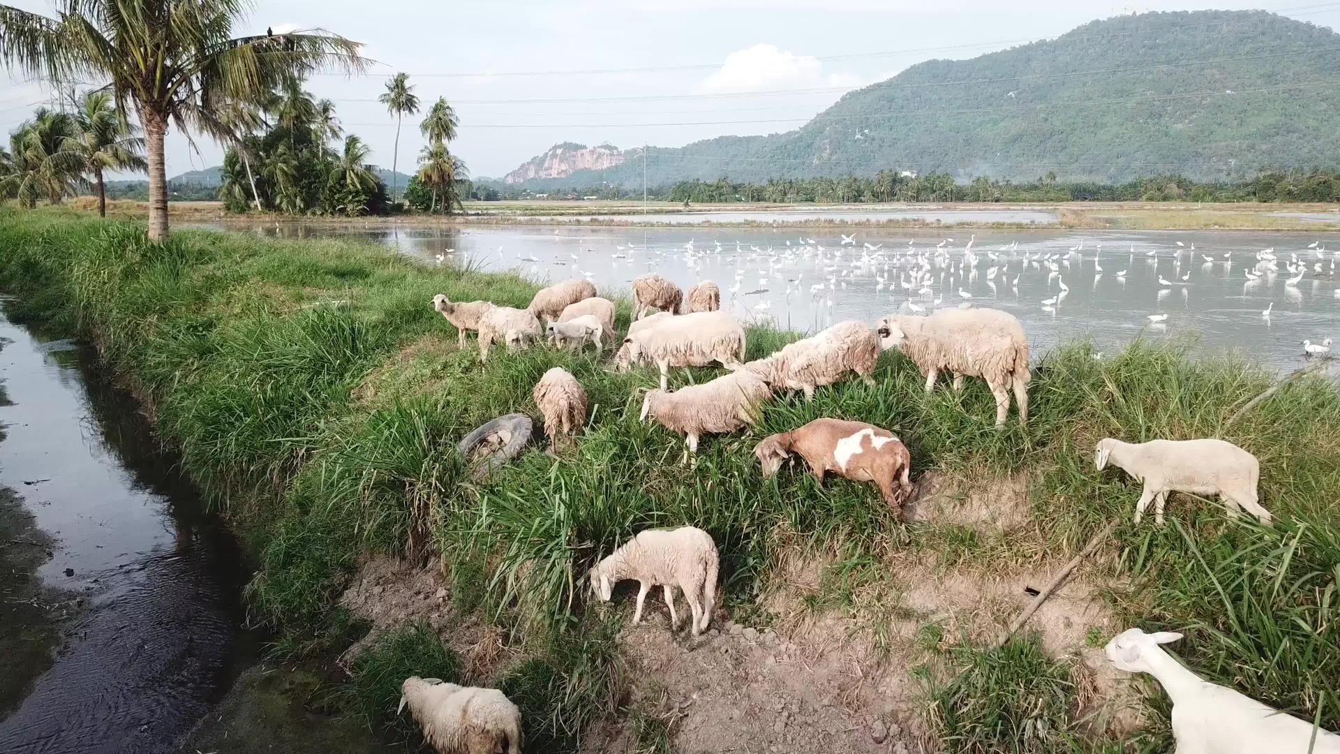 山羊和牧羊在田里视频的预览图