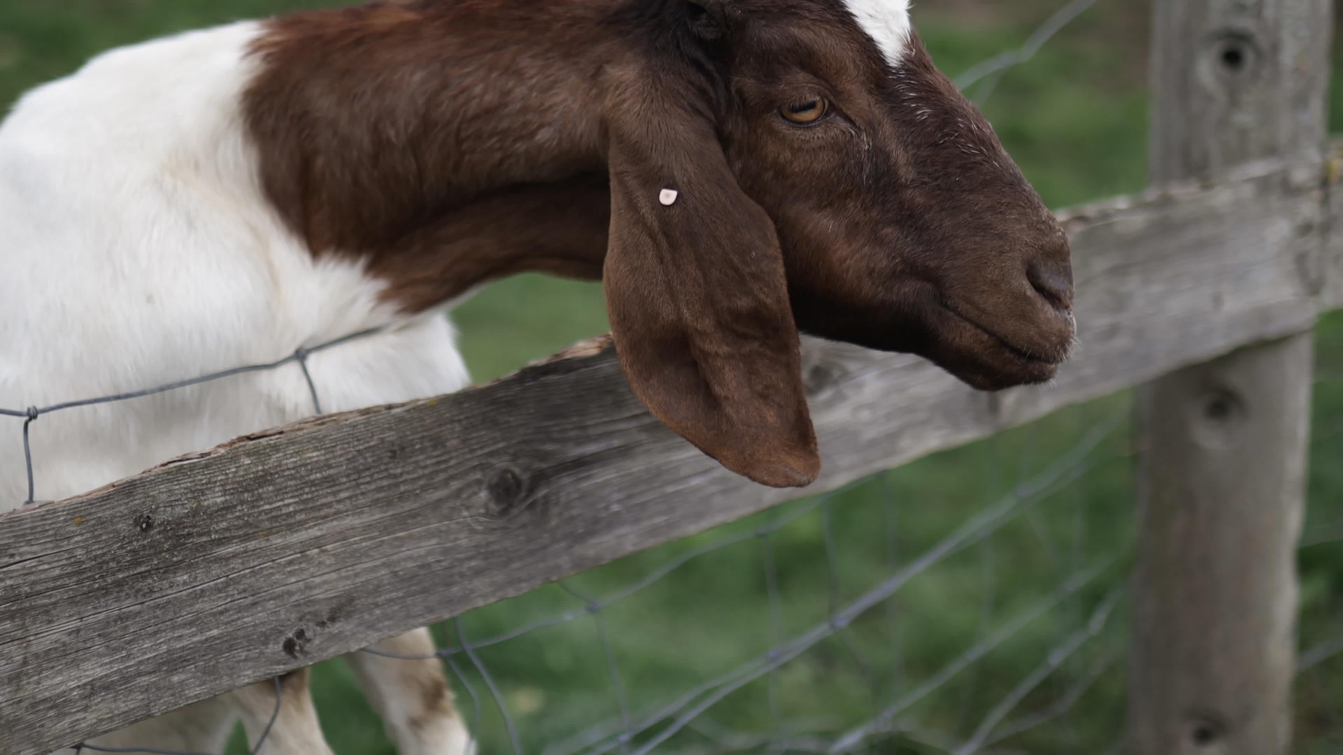 美丽的角山羊把头顶放在篱笆上视频的预览图
