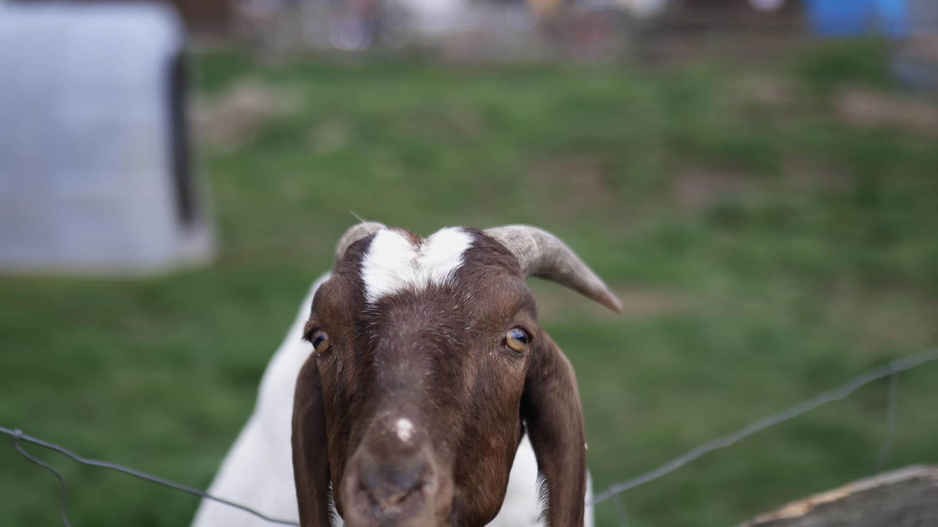 山羊爬上篱笆在农场乞讨食物视频的预览图