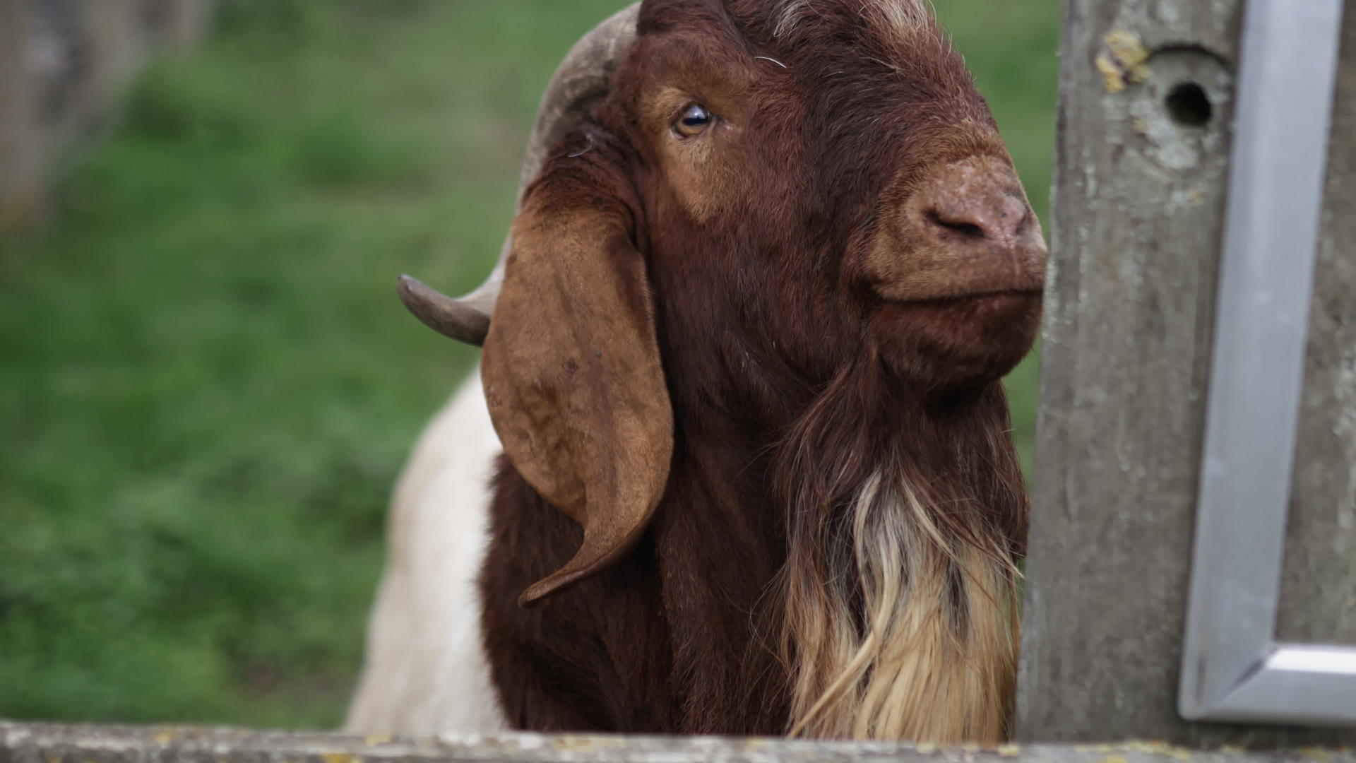 棕褐色的胡子山羊头站在农场的篱笆上头顶上方视频的预览图
