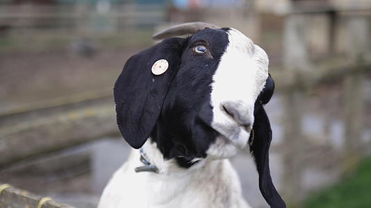 白黑角山羊在农场的篱笆上玩耍视频的预览图