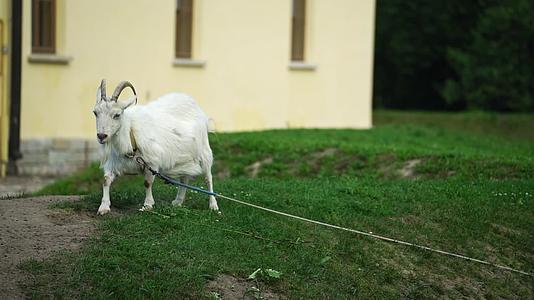 白山羊动物在农场视频的预览图