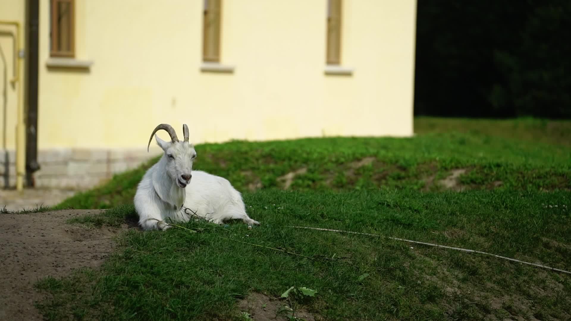 白山羊动物在农场视频的预览图