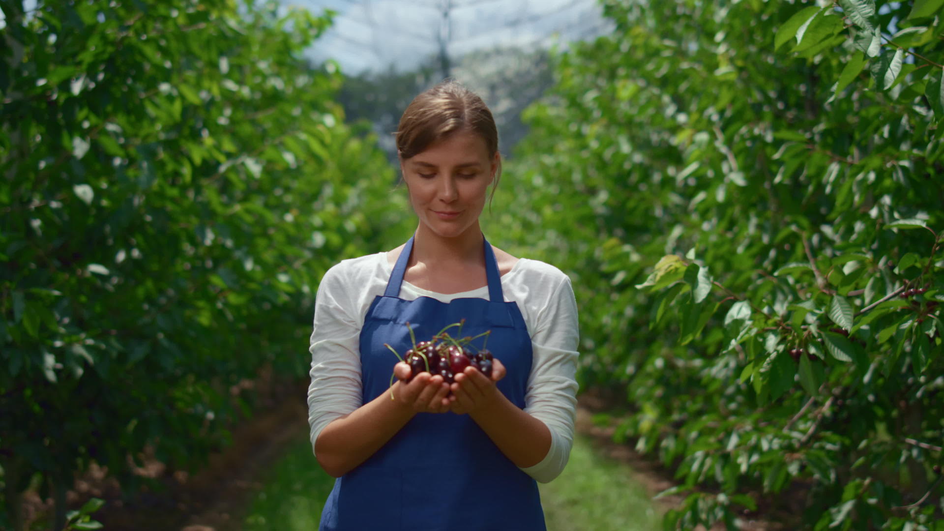 农业学者在果园里展示收获的樱桃视频的预览图