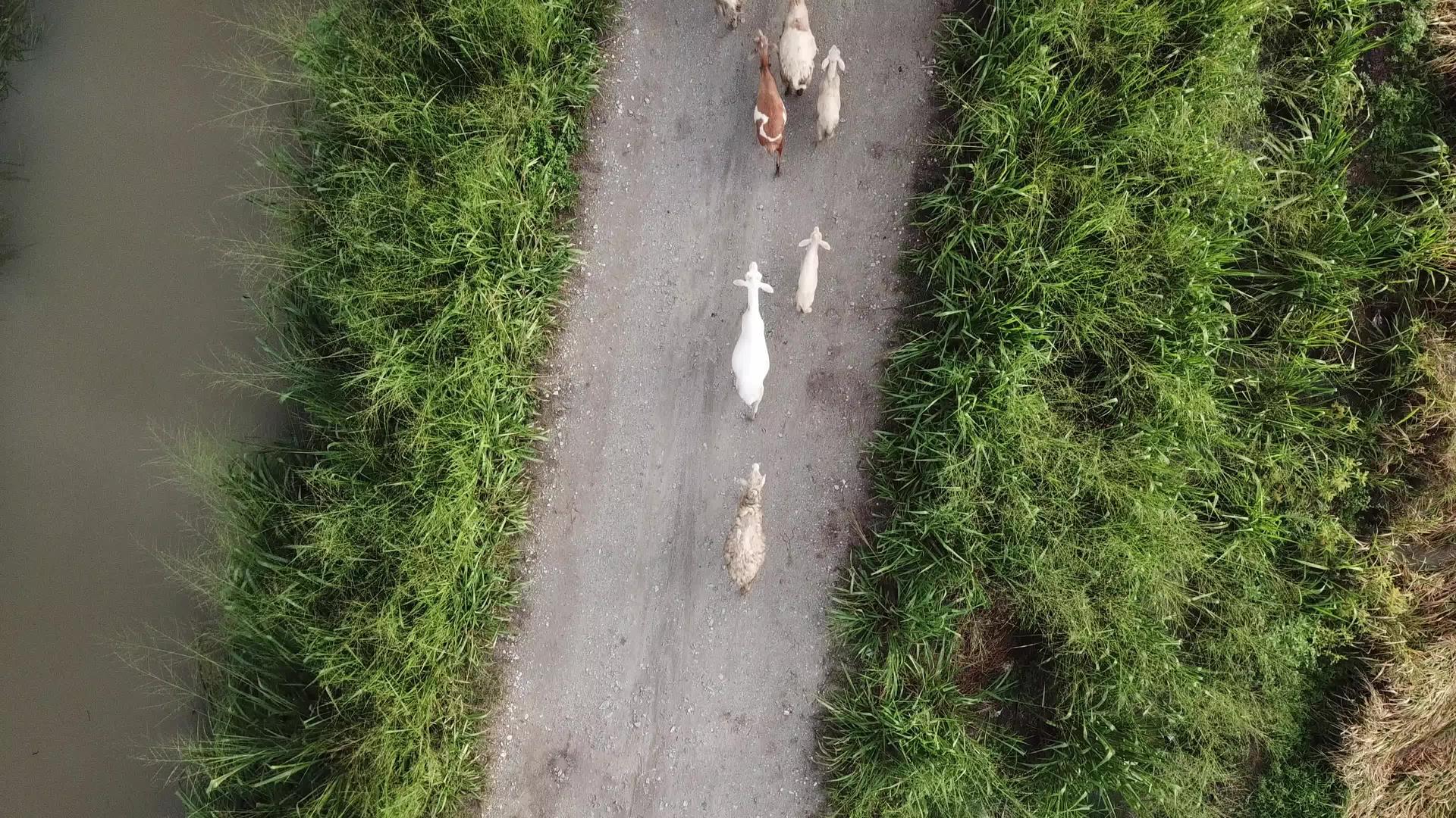 山羊在农村附近的小路上行驶视频的预览图