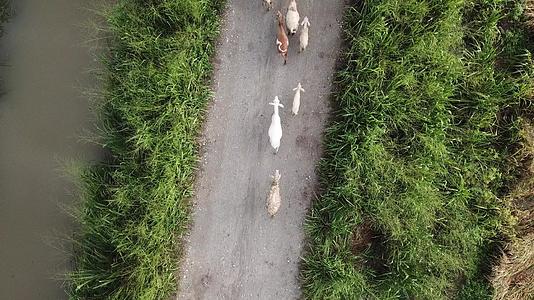 山羊在农村附近的小路上行驶视频的预览图