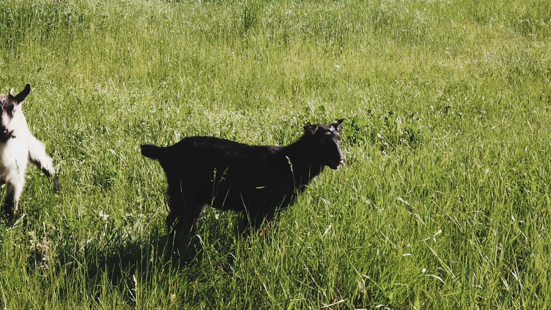 两只可爱的山羊在春草中慢慢移动视频的预览图