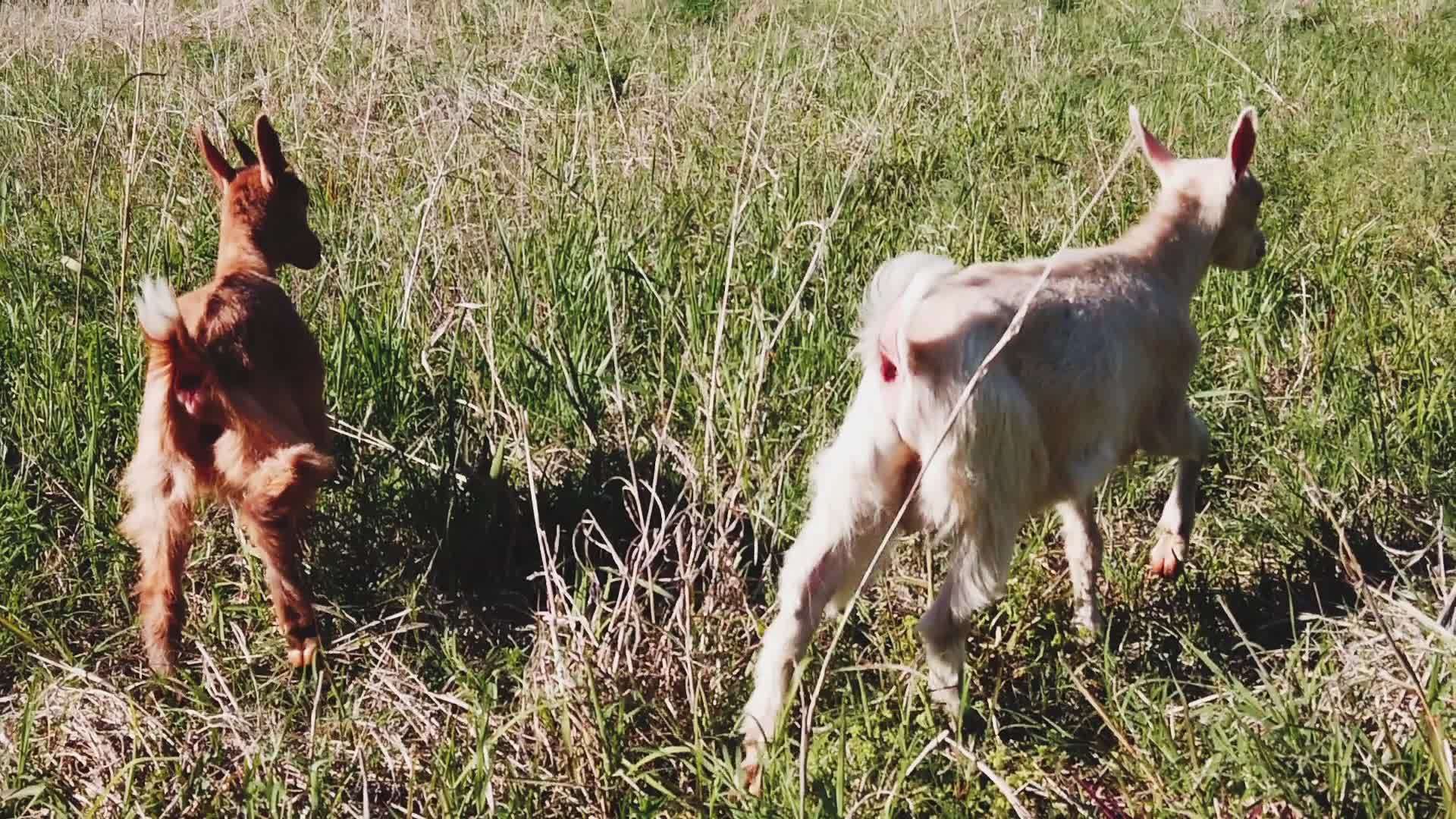 两只山羊站在长长的夏草地上慢慢地移动视频的预览图