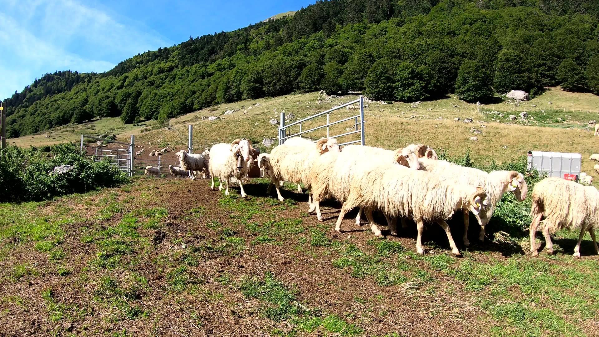 山中的山羊群视频的预览图