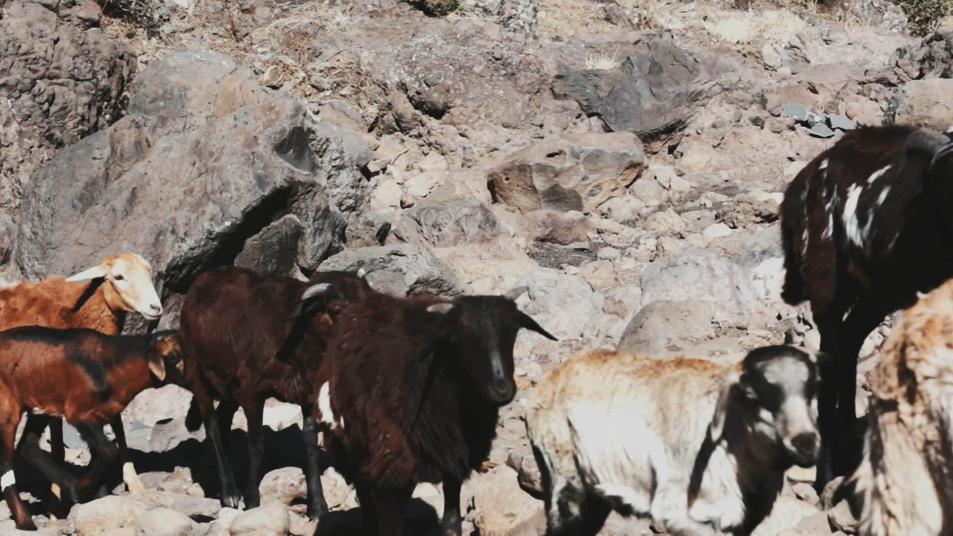 牧羊群视频的预览图