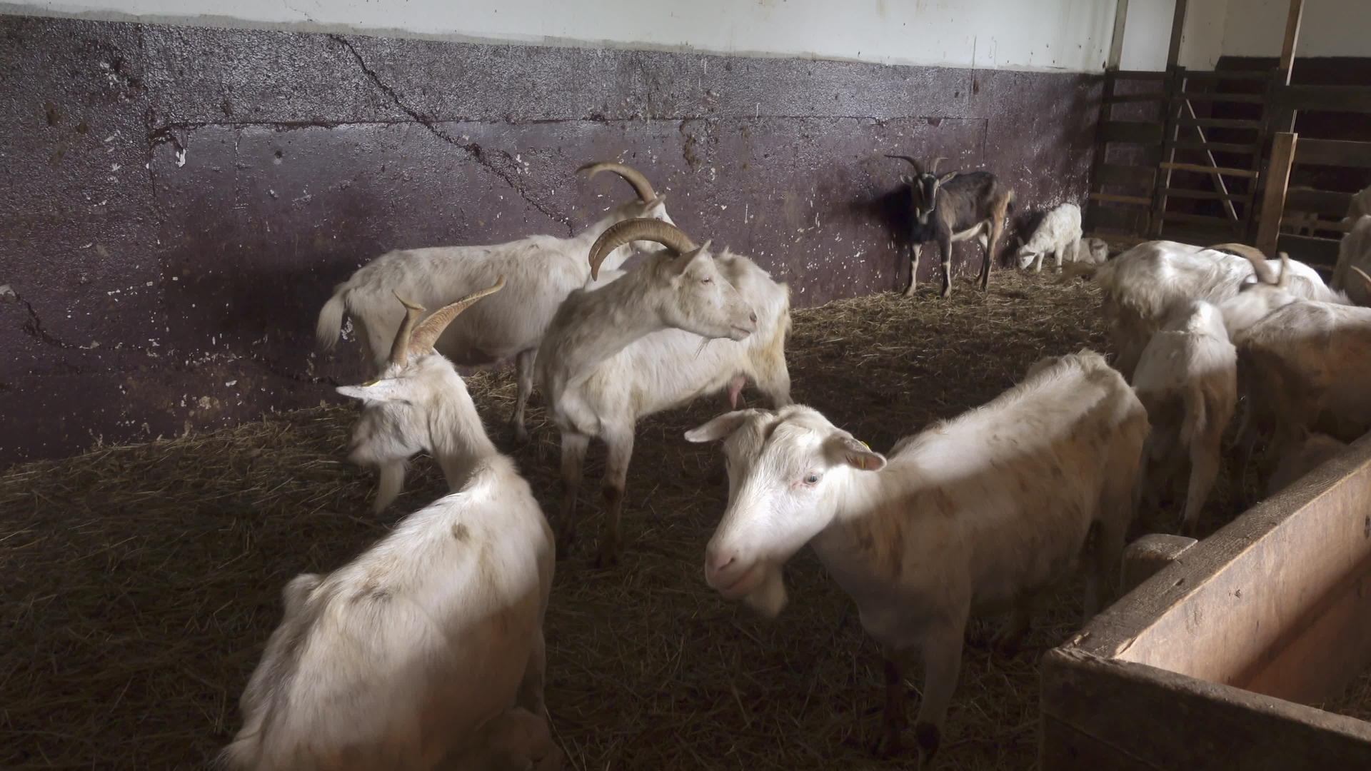 农牧羊产品视频的预览图