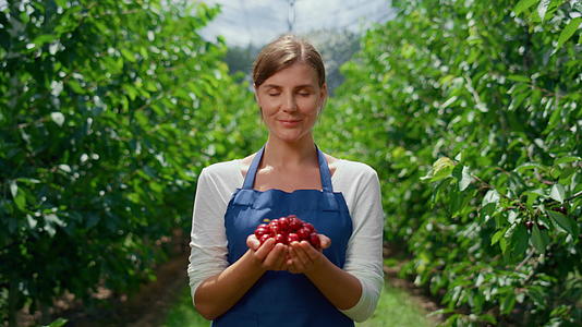 夏季果园商业农场企业家手捧樱桃作物视频的预览图