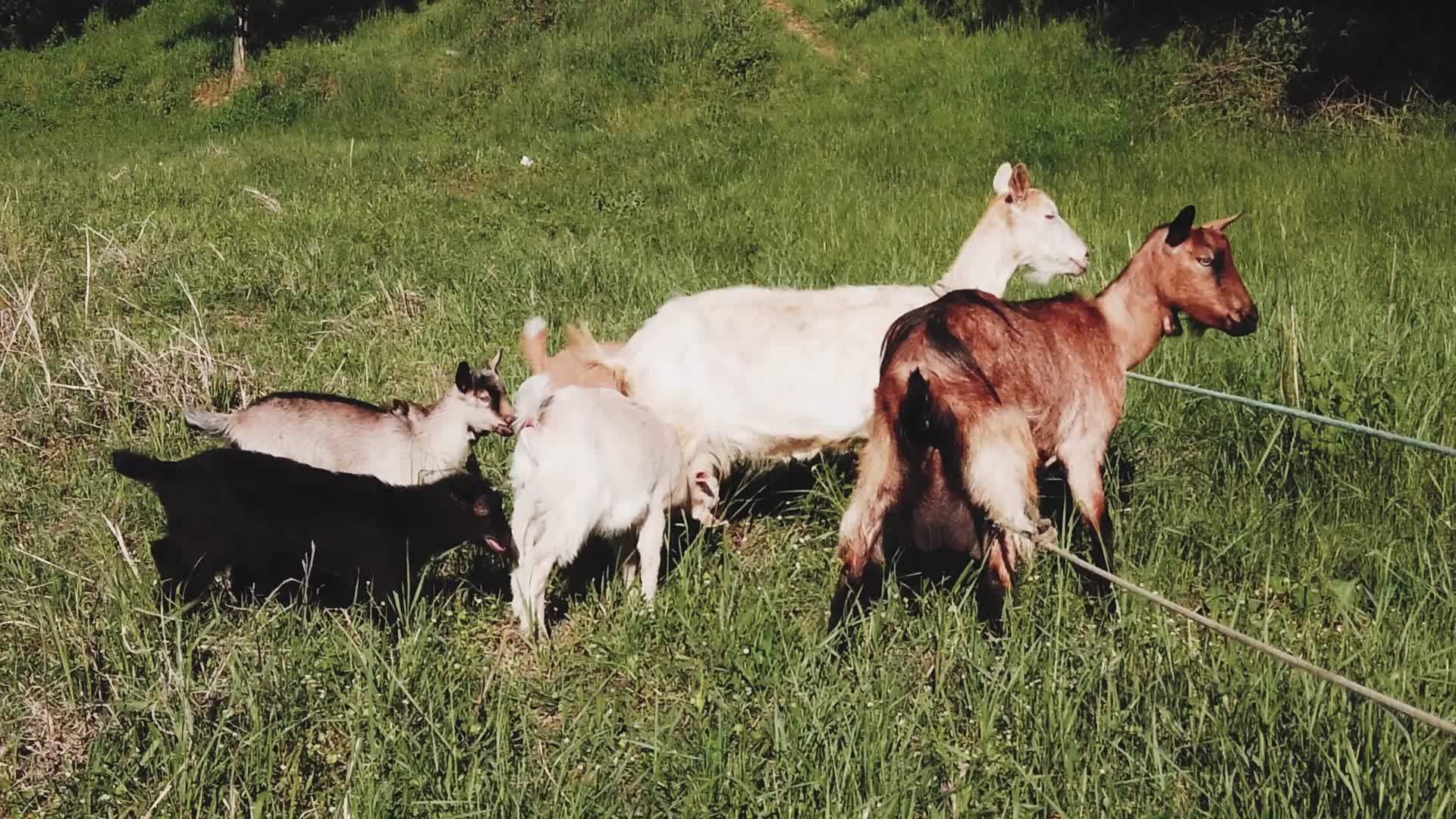 山羊家庭在绿草地上慢慢移动视频的预览图