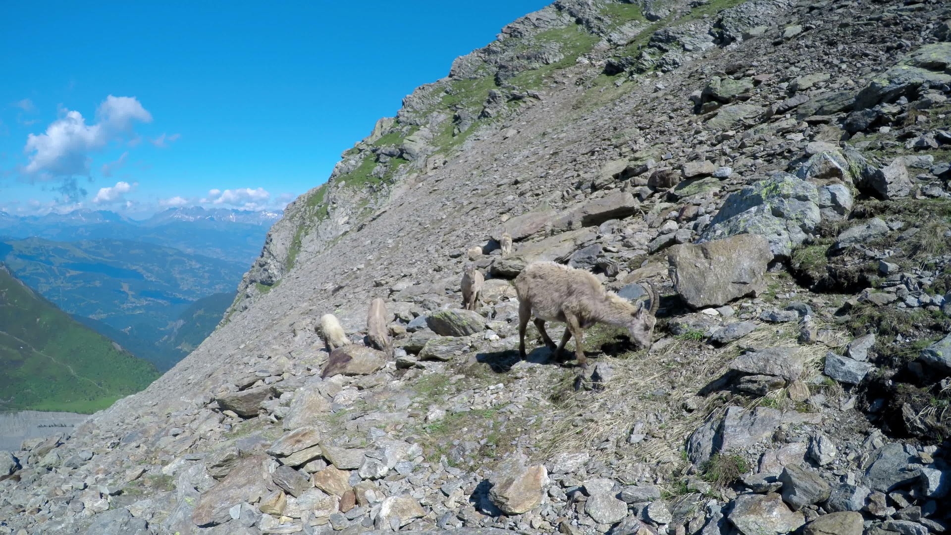 野生山羊44在自然山丘环境中放牧k视频的预览图