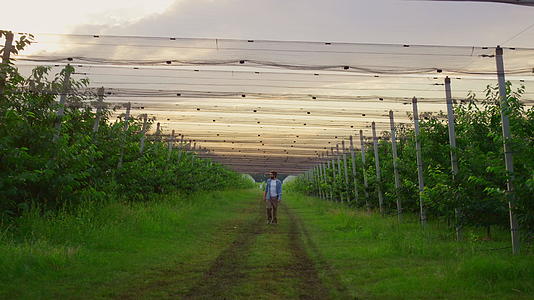 男农独自在美丽的日落果园树园里散步视频的预览图