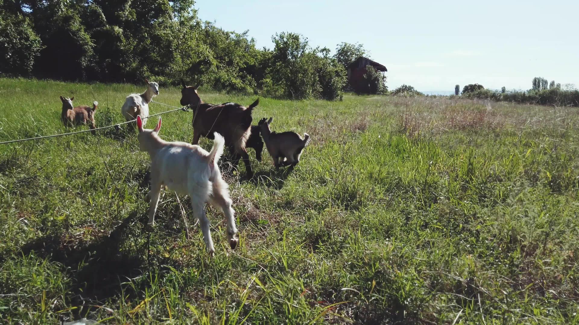 山羊和小山羊在牧场上吃草视频的预览图