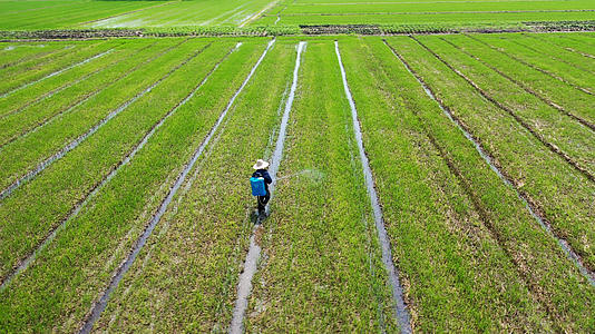 4K航拍农田里的农民喷洒农药合集视频的预览图