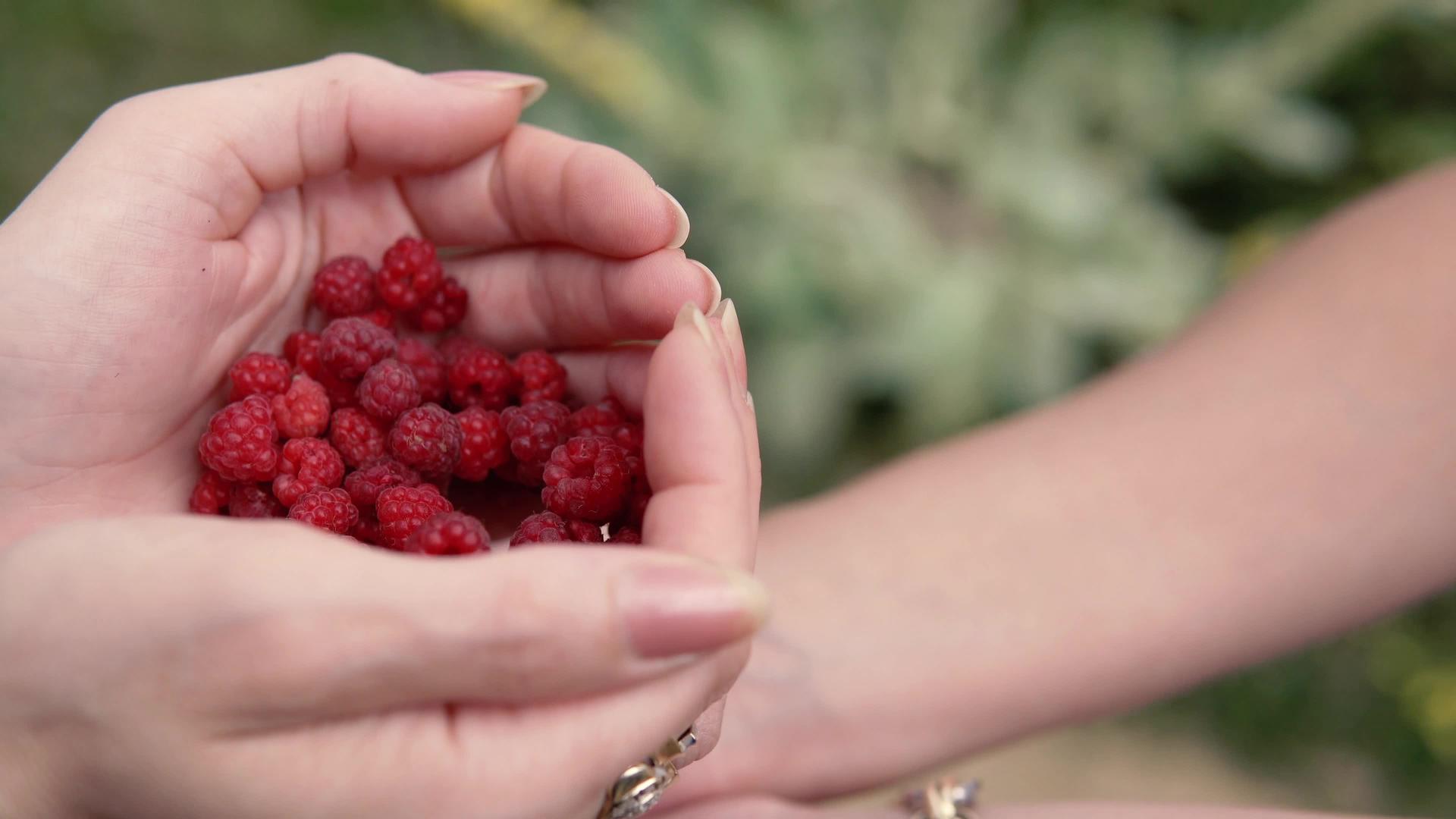 女人手里拿着新鲜的有机草莓家庭在农场收集水果视频的预览图