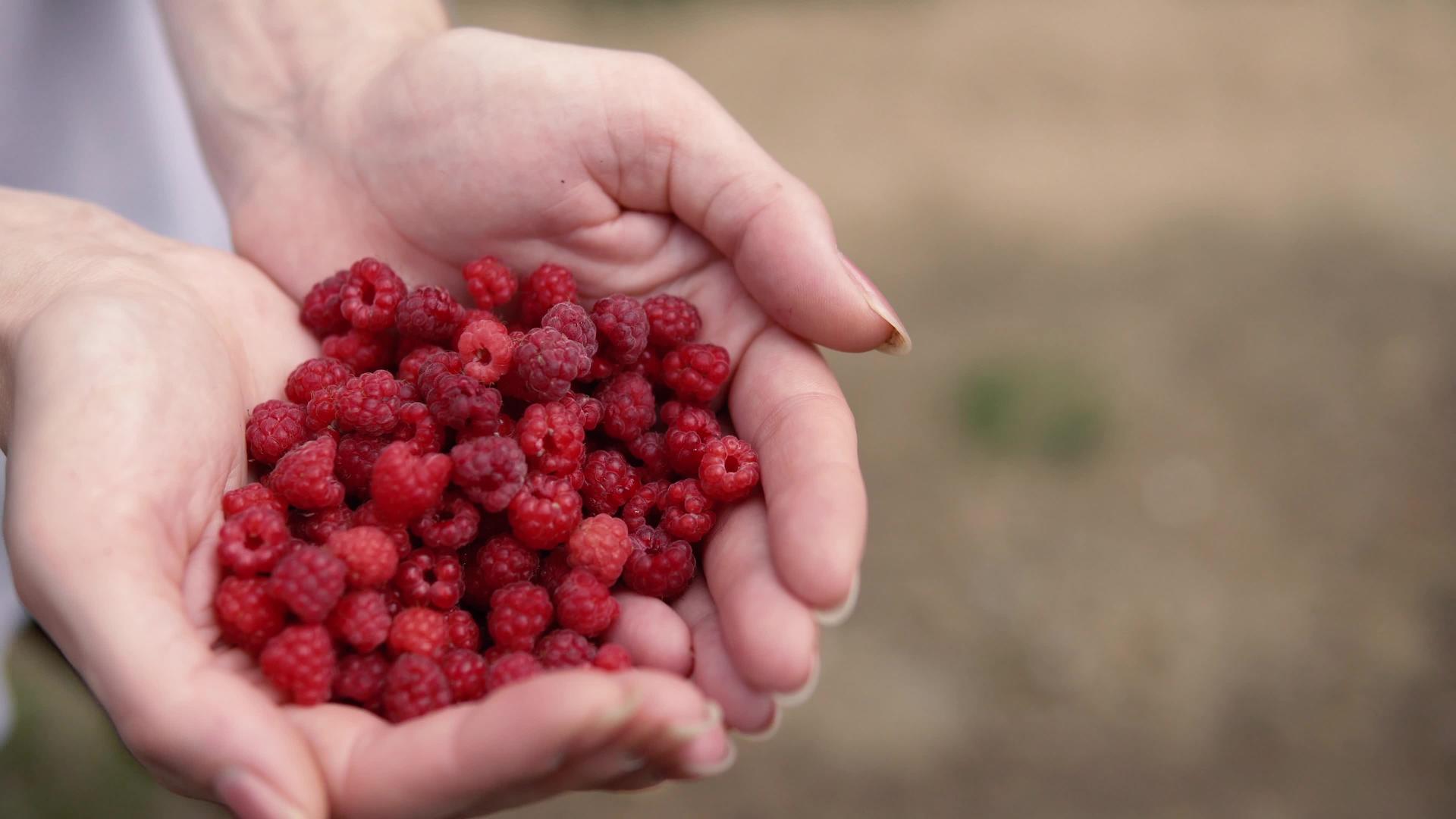 女人在农场摘树莓视频的预览图