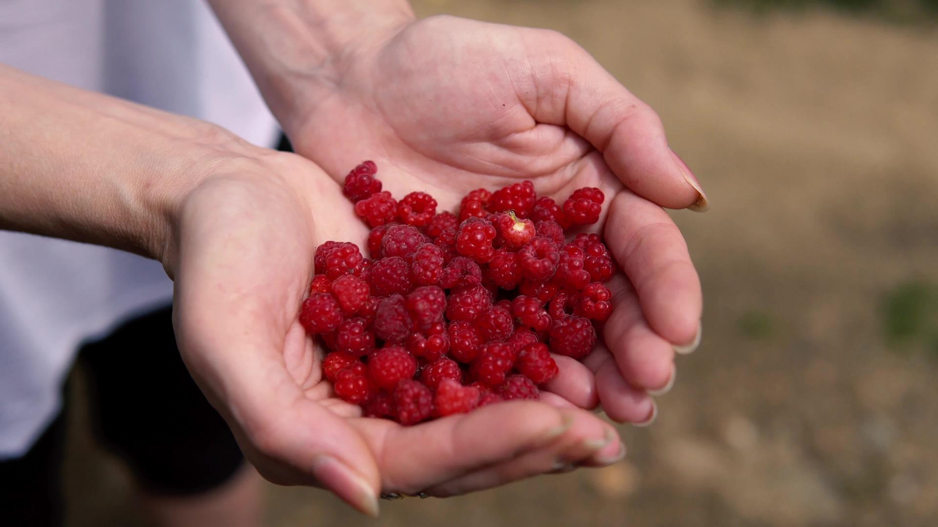 草莓树莓在农村保存和收集视频的预览图