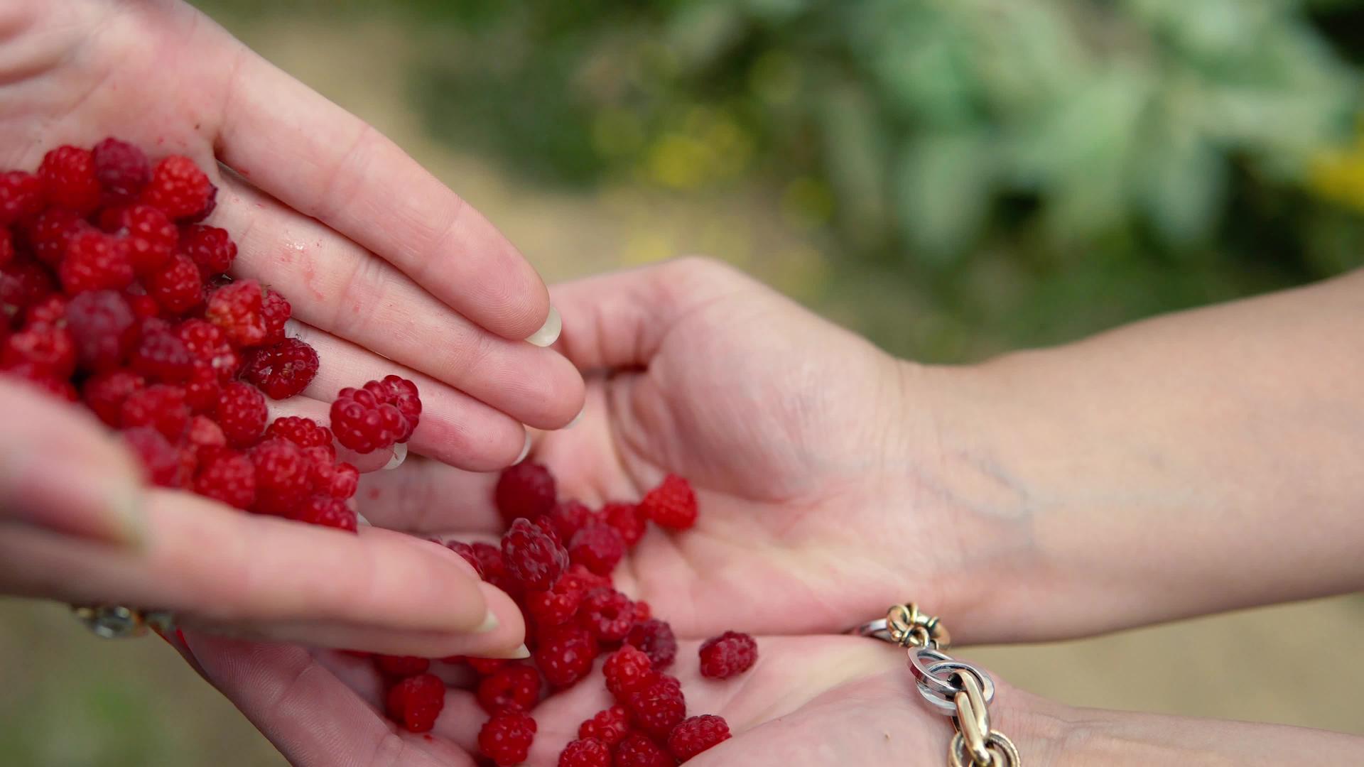 家庭在花园里采摘健康有机的草莓视频的预览图