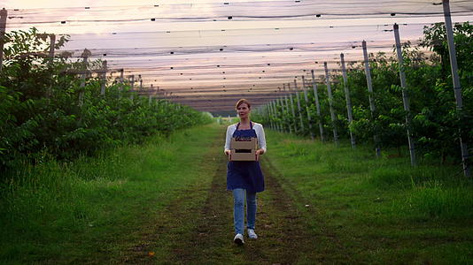 女农艺师在花园里散步在种植园里拿着樱桃收获果盒视频的预览图