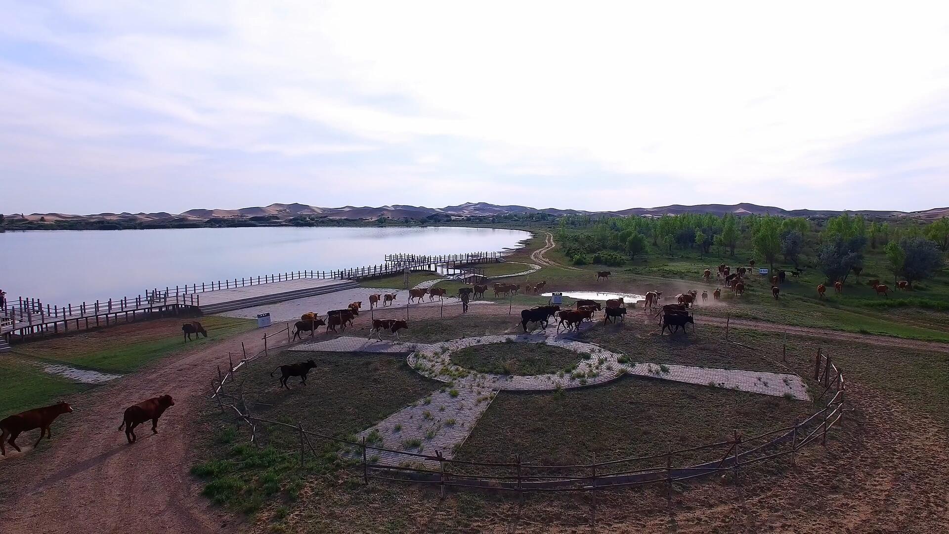 湖边养牛场航拍视频的预览图