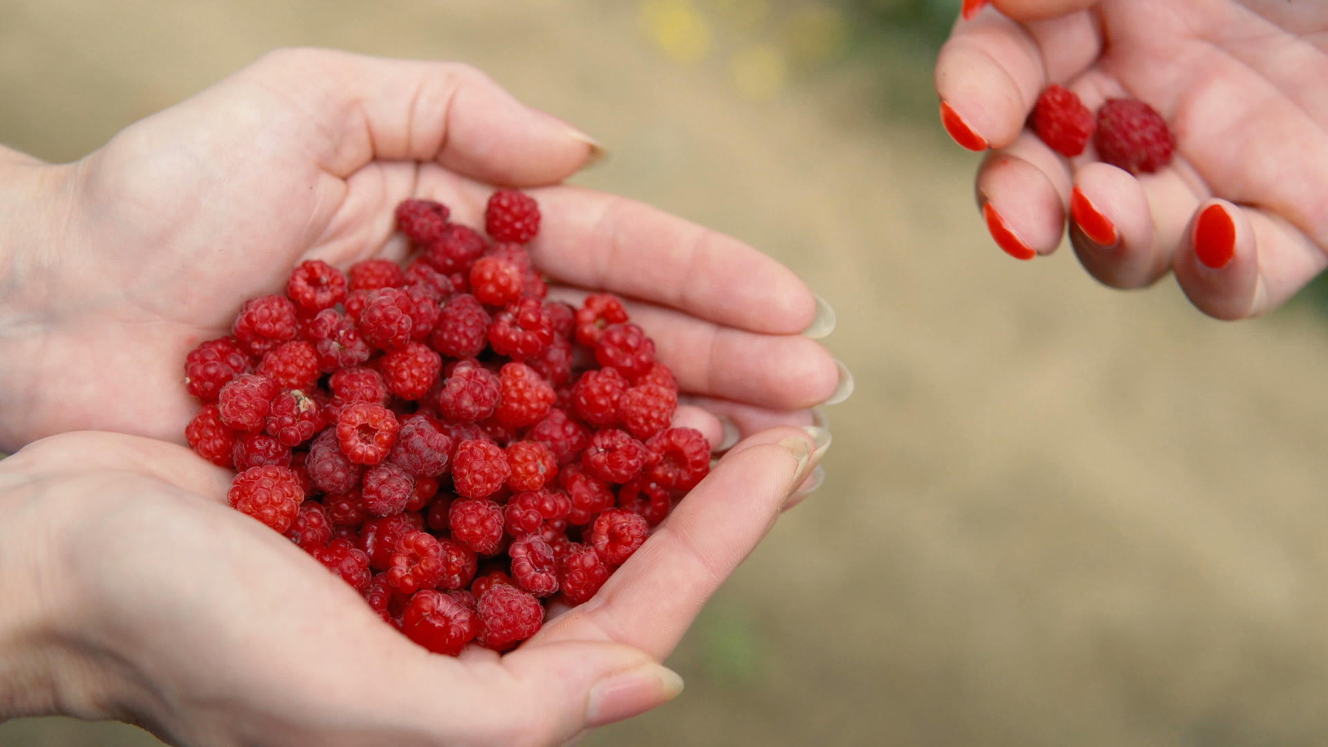 妇女从农场采集新鲜草莓果实视频的预览图