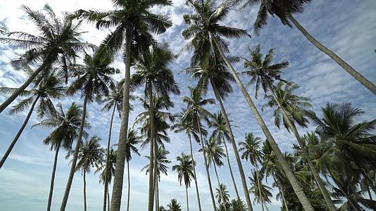 跨越热带椰子树视频的预览图