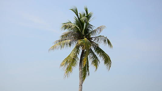 椰椰子树视频的预览图