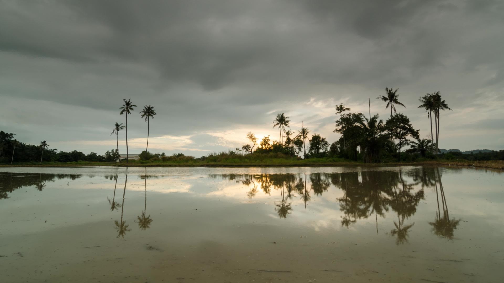 椰子树上的黑云视频的预览图