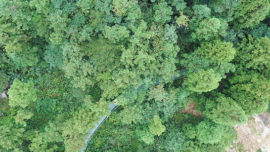 竹林中的滑道漂流航拍4K视频视频的预览图