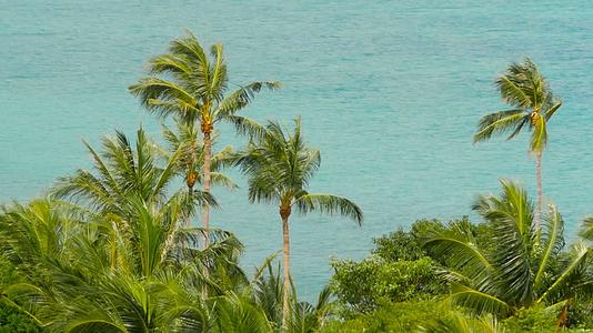 热带海岸有外国椰子绿棕榈树和黄风海水视频的预览图