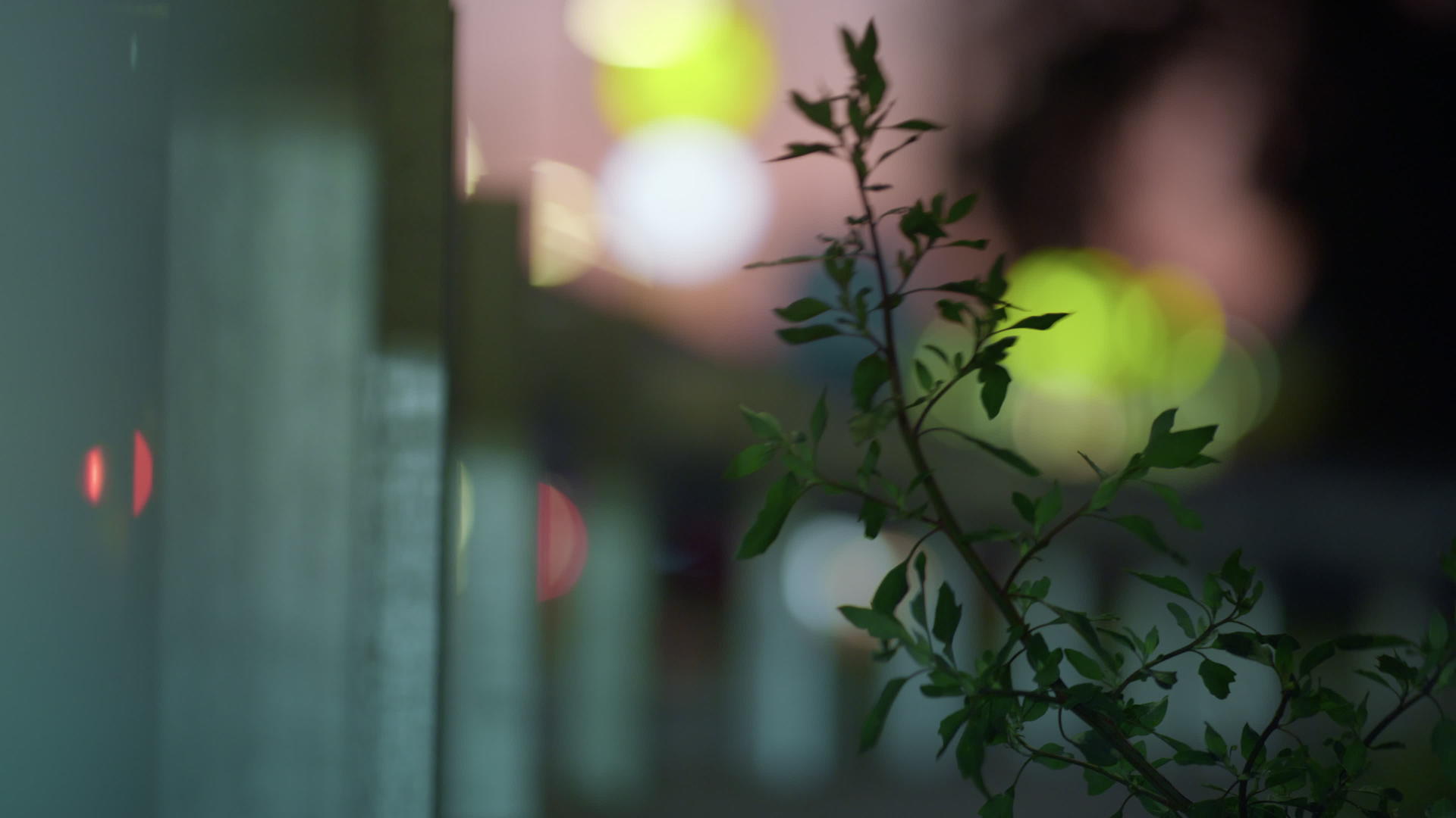 绿色植物生长在高速公路护栏横梁上的特写镜头视频的预览图